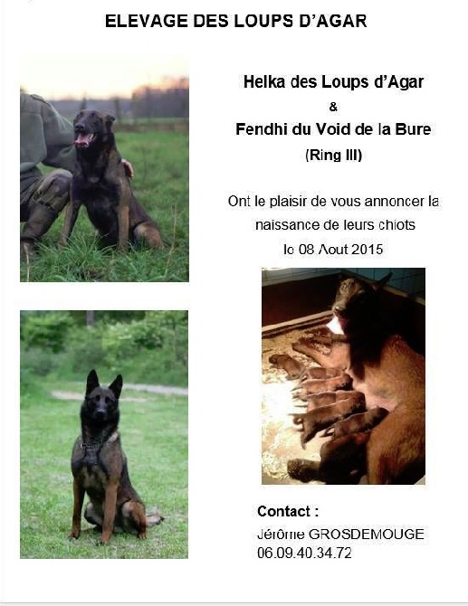 Chiots malinois d'Helka des loups d'agar et Fendhi du void de la bure